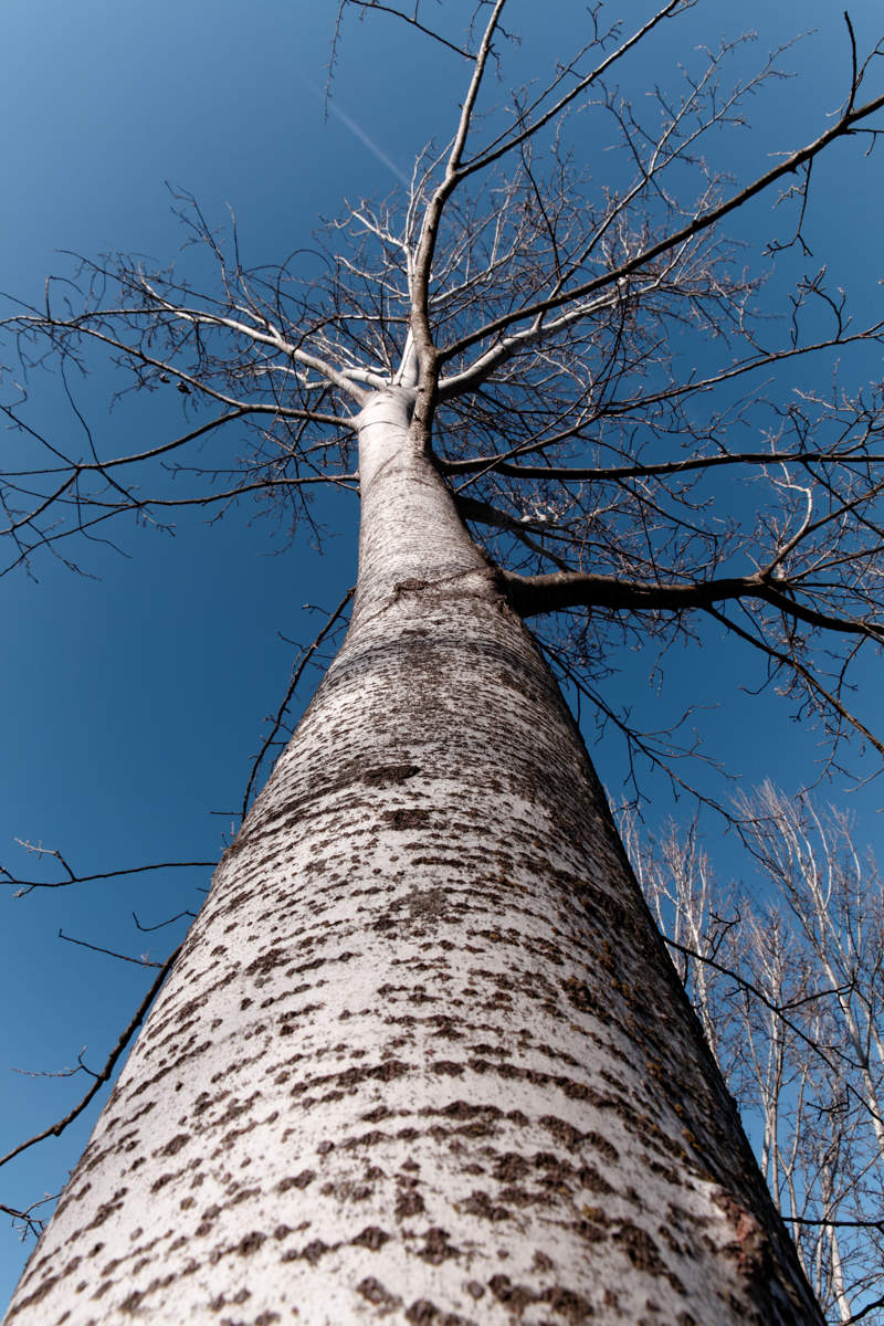 trees.jpg